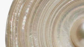 Close-up of a pearl within a shell on a white background